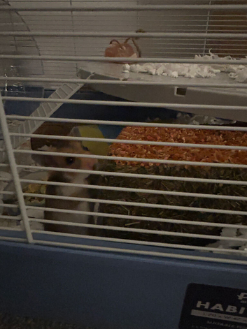 hamster to a good home