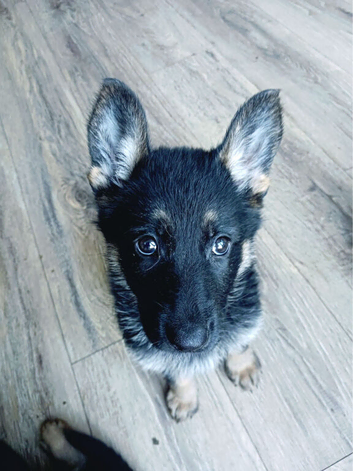 German shepherd pups for sale