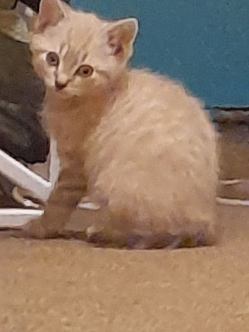Beautiful cream/ grey kitten ,boy