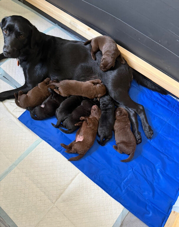 Labrador puppies only 2 females left