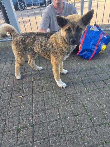 6 month old Female Akita
