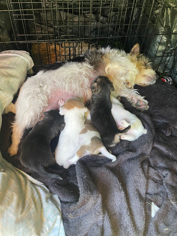 Jack Russell Cross Minny Yorkshire