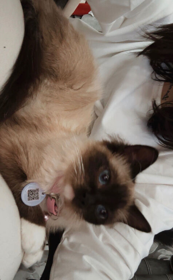 Female ragdoll