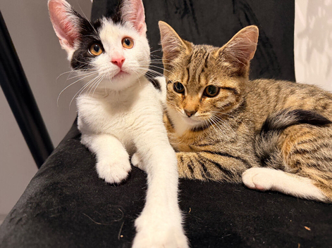 Sweet kittens are looking for a home and a loving family.