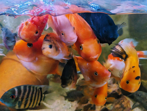 Cichlids for New waters