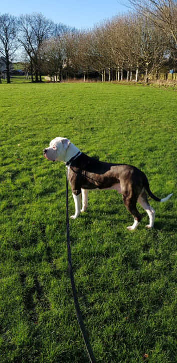 My American bulldog Scott's up for stud