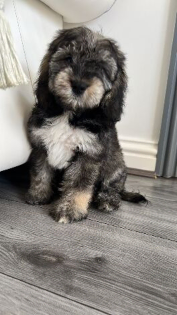 Cocka poo puppies for sale
