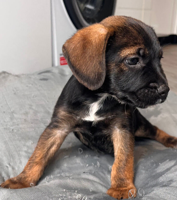Border x Patterdale puppies