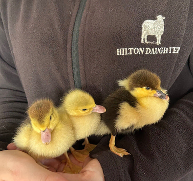Muscovy duckling s