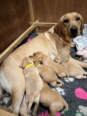Beautiful Labrador Puppies
