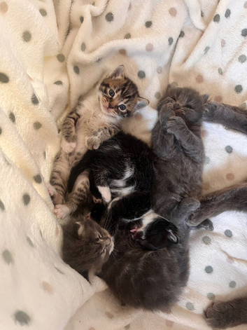 4 kittens ragdoll/russian blue mixed