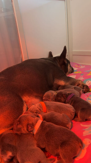 7 beautiful puppies to find their forever home