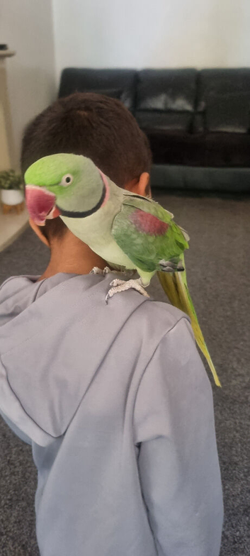 Alexandrian male talking parrot