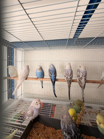 Budgies for sale