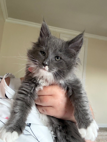 Ragcoon Kitten