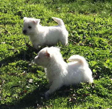 Two little westie boy puppies