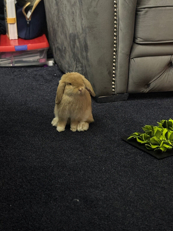 Girl Mini lop