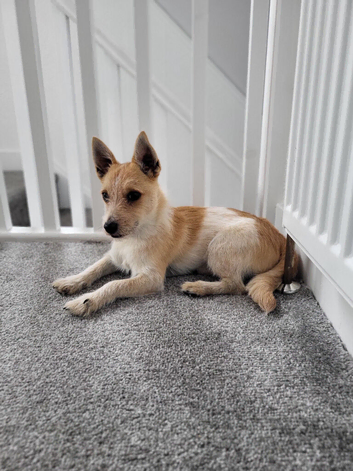 Jack russell