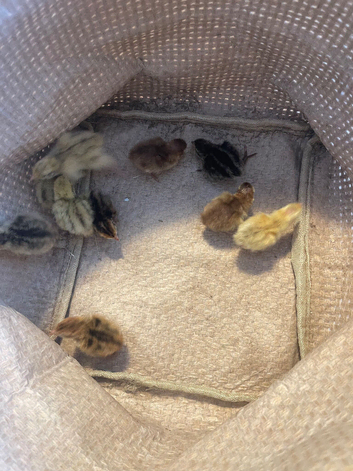 Quail chicks