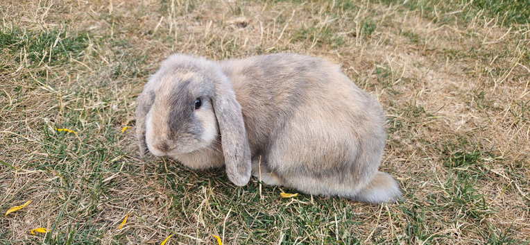 Two Beautiful Female Bunnies Looking for a Loving New Home