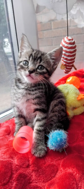1.&nbsp;Beautiful Kittens Ready Now! Loving, Friendly & Healthy
