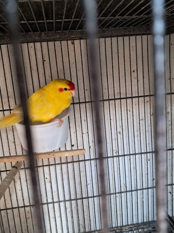 Kakarike Pair