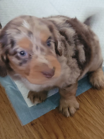 Cocker spaniel pups
