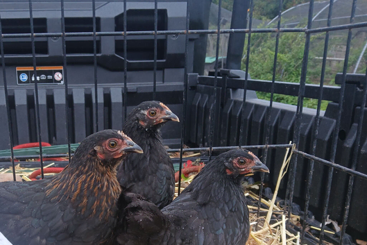 Pekin bantam pullets(all female)