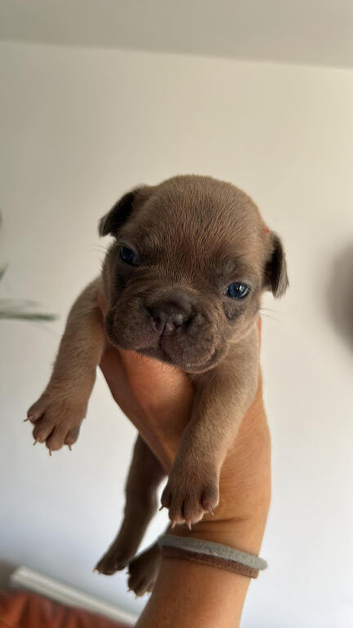 Kc reg stunning pups payplan option