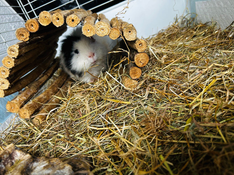 3 young guinea pigs for rehome in Ryton