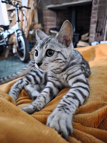 Female bengal