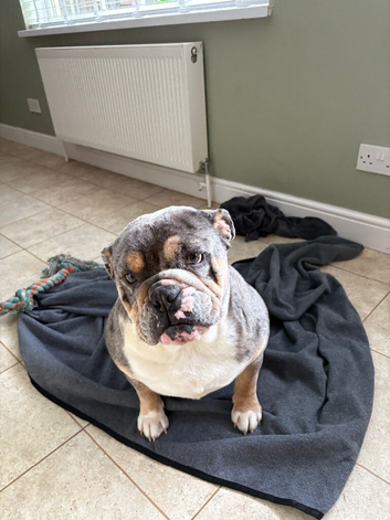 Handsome bulldog with 1/4 old tyme
