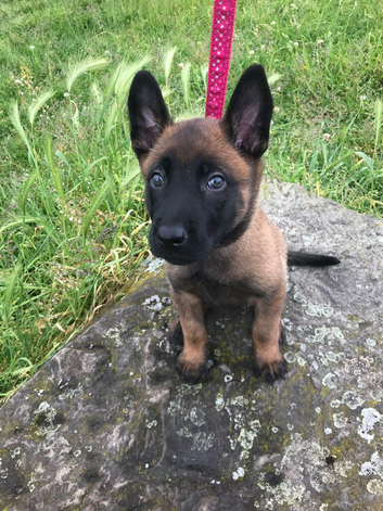 Belgian shepherd puppies
