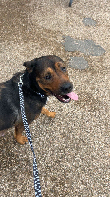 Rottie cross German shepherd