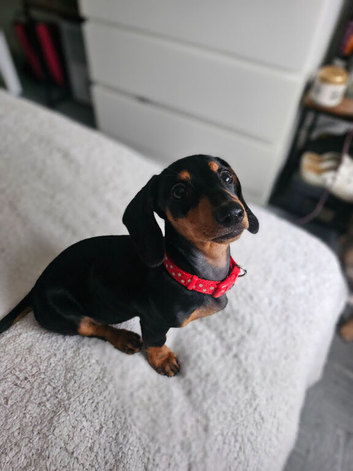 Miniature dachshund puppy 400
