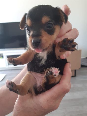 Yorkie Russell&rsquo;s