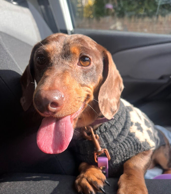 Lovely friendly girl looking for new home