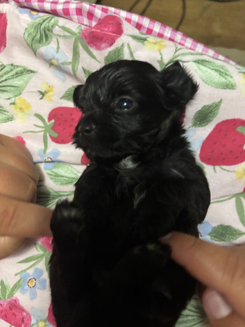 Toy Asian yorkiepoo