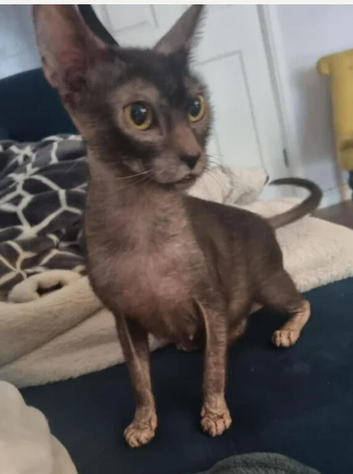 2 year lykoi girl
