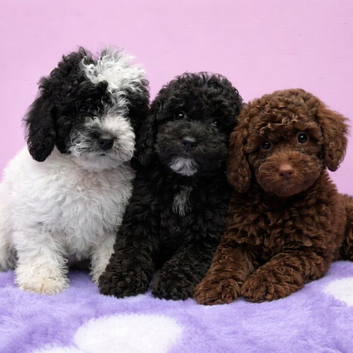 Beautiful Cavapoochon puppies ready now