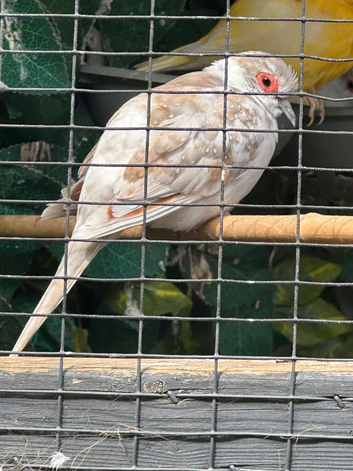 Pied Diamond Dove Cock bird