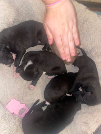 lurcher pups