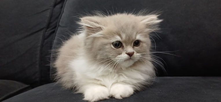 Cute kittens