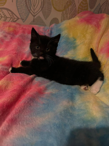 Kitten.. female