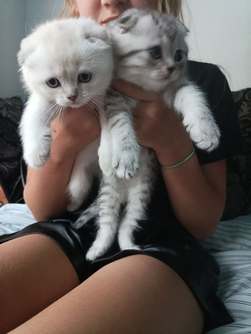 Lovely kittens