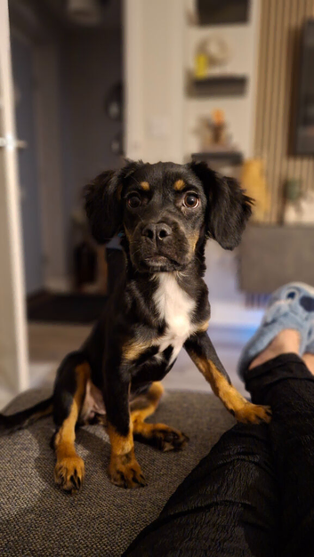Female English Spring Spaniel