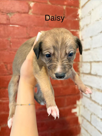Collie X Whippet