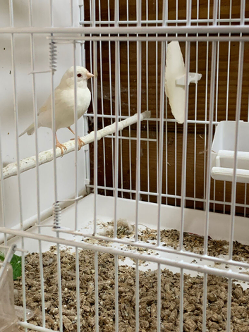 Red eye Mosiac hen canary