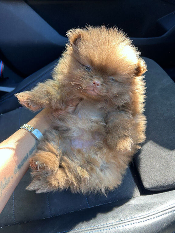 Stunning Pomeranian