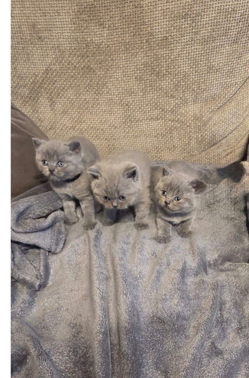 Ready now GCCF registered British shorthair kittens